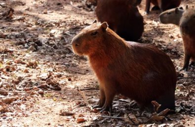 capivara filhote