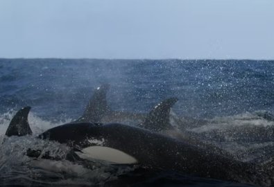 orcas