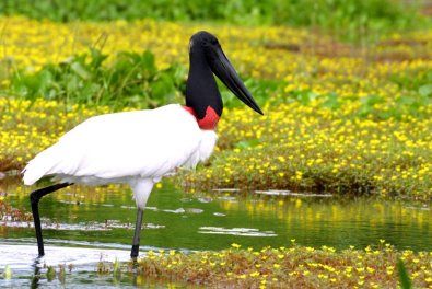 pantanal.jpg