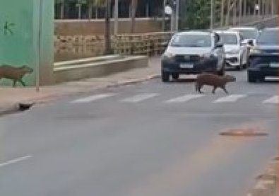 CAPI.jpg
