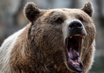 URSO .jpg
