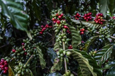 plantacao-cafe