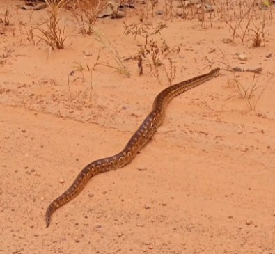 cobra arco iris.jpg