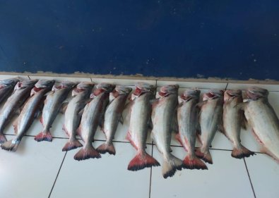 pescapredatoria-cuiaba