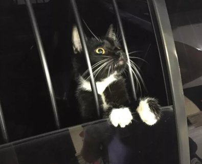 gato roubado