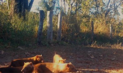 cachorro vinagre