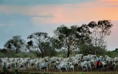 gado-pantanal