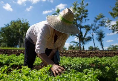 agricultor