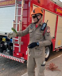 bombeiros-periquito