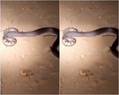 cobra.jpg