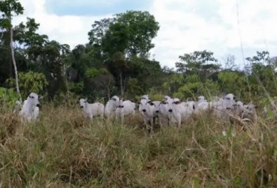 GADO-PANTANAL