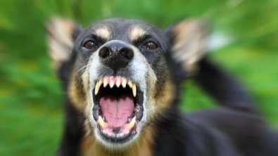 cachorro-louco