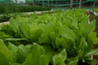 AGRICULTURA FAMILIAR.JPG