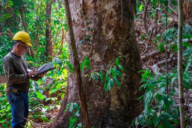 madeira-amazonia