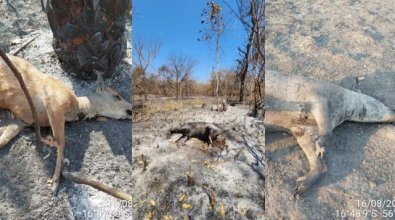 morte-animais-incendios