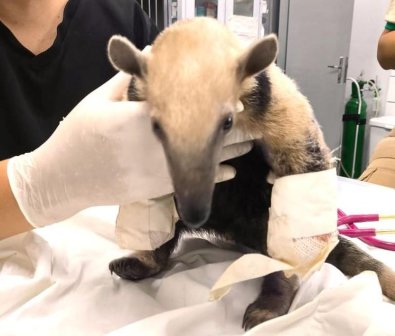 TAMANDUA.JPG