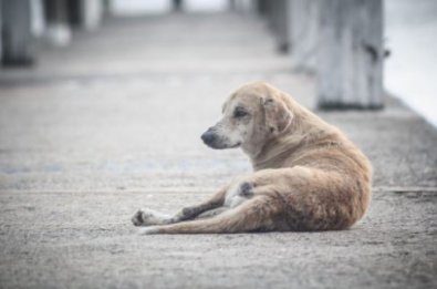 CACHORRO.JPG