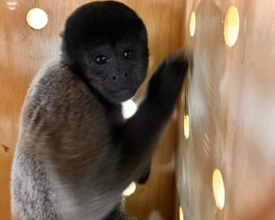 Macacos Sema