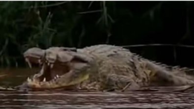 crocodilo.JPG