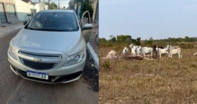 carro e cabeca de gado.JPG