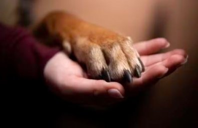 PATA DE CACHORRO.JPG