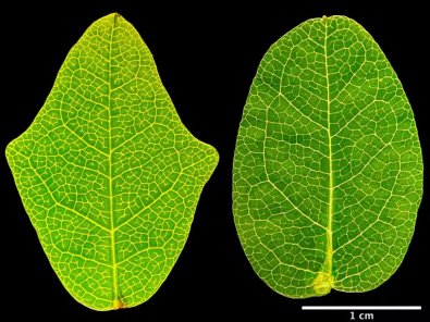 OCOPIA BIOLOGIA.jpg