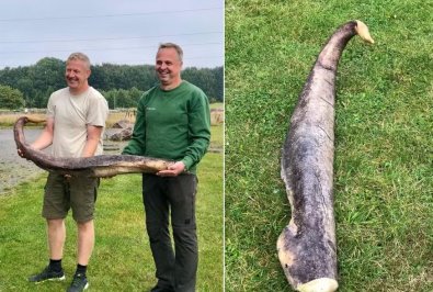 penis de baleia.JPG