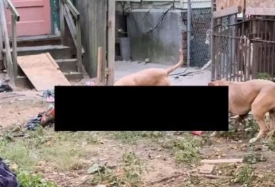 ATAQUE PIT BUL.JPG