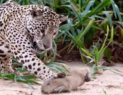 onca - capivara.jpg