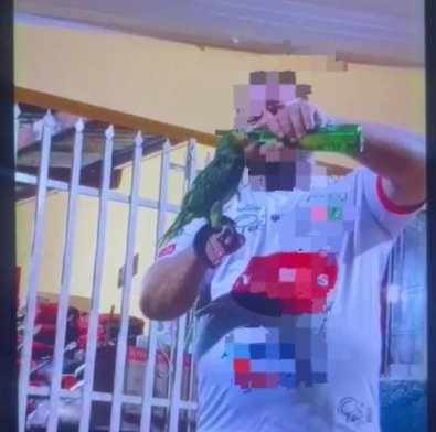 papagaio
