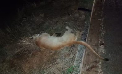 ONCA PARDA.jpg