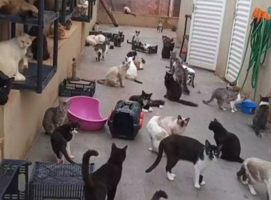 ANIMAIS