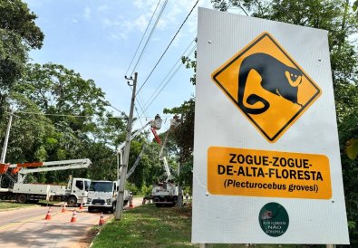 macaco zogue-zogue