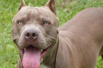 pitbull