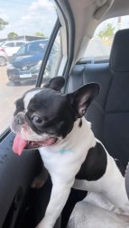 Cachorrinha Tati Medeiros