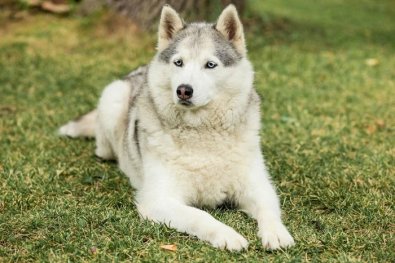 cadela clonada husky