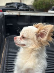 CACHORRO RECUPERADO