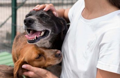CACHORROS.jpg