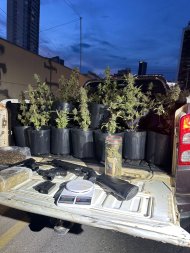 maconha-goiabeiras.jpeg