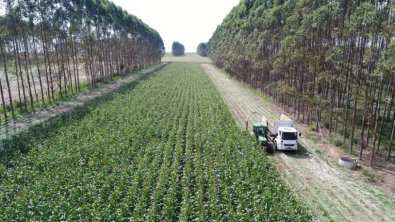 agricultura-agro.JPG