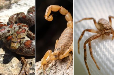 COBRA ESCOPIAO E ARANHA.jpg