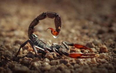 escorpiao