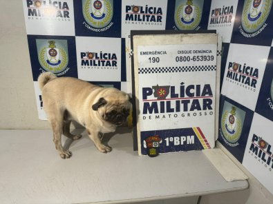 Pug sequestrado 