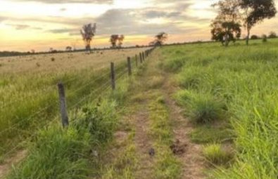 fazenda-desmatamento