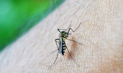 MOSQUITO.jpg