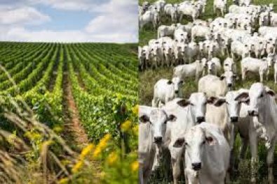 agropecuaria.jpg