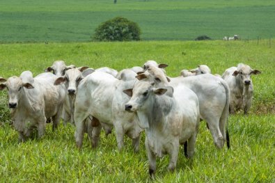 vacas-pecuariacorte