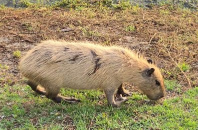 capivara loira