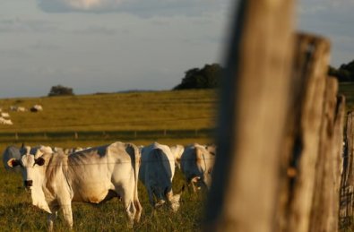 VACA.jpg