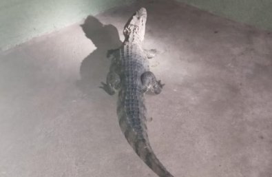JACARE.jpg